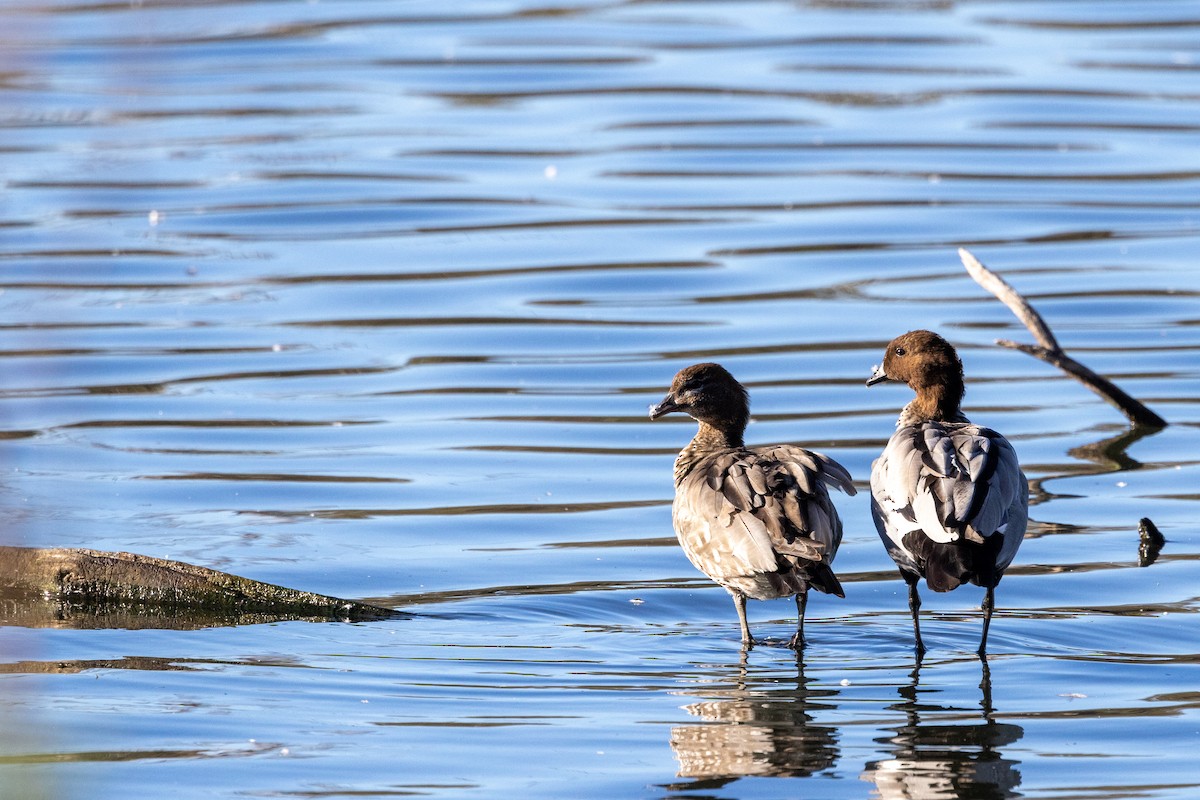 Maned Duck - Richard and Margaret Alcorn