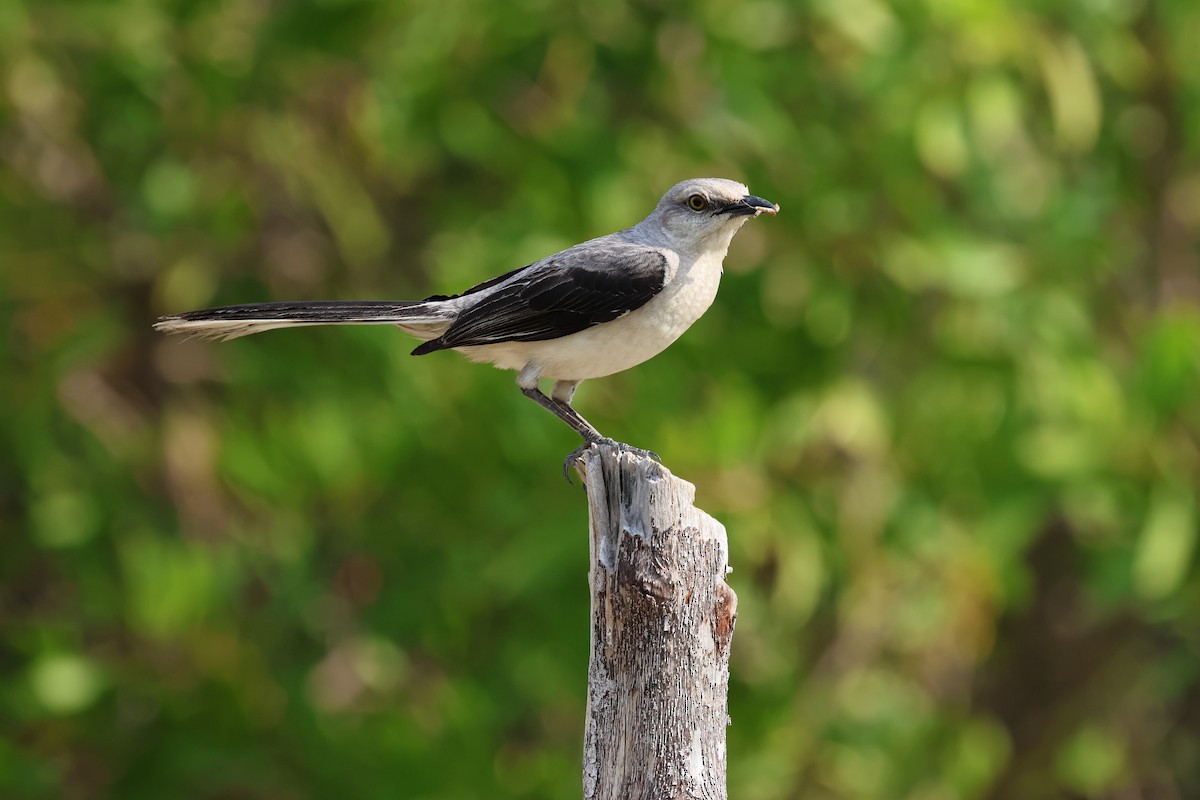 Tropical Mockingbird (Mayan) - ML618243656