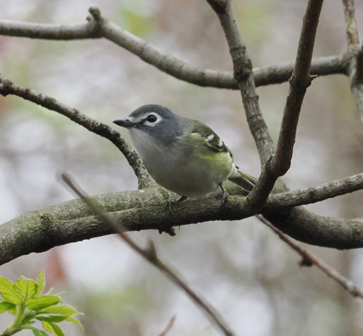 Blue-headed Vireo - Mark Stevenson