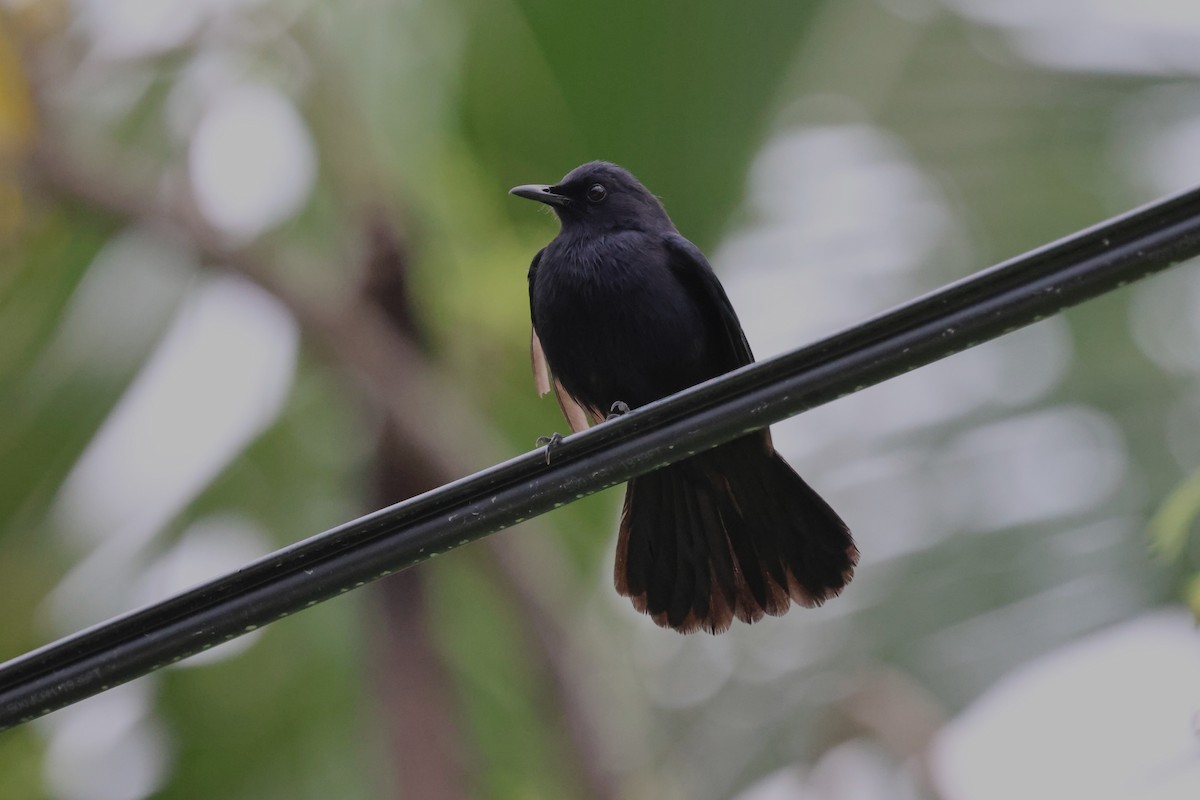 Black Catbird - ML618243689