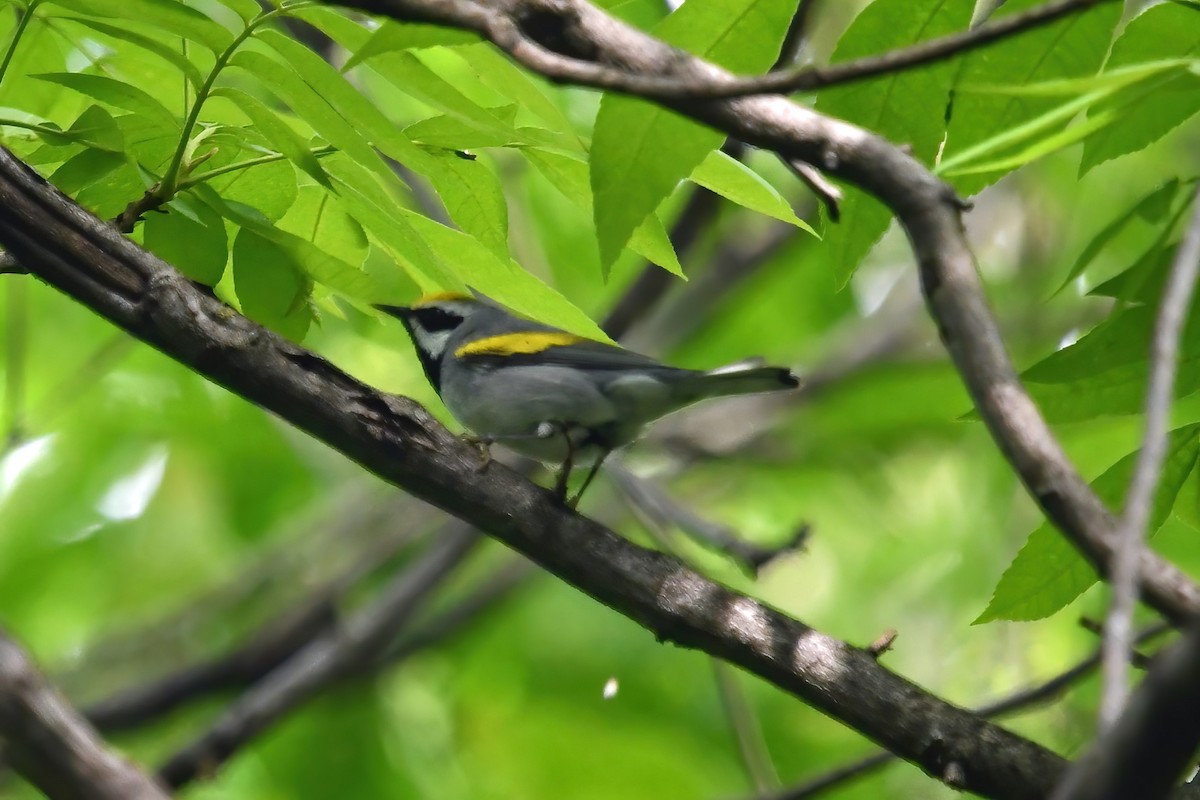 Golden-winged Warbler - ML618243690