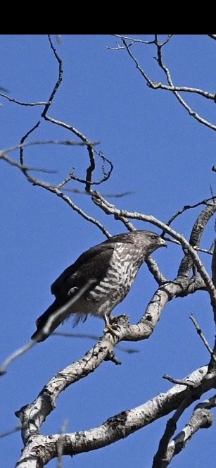 Broad-winged Hawk - ellery walch