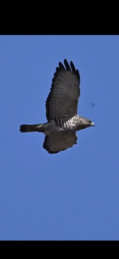 Broad-winged Hawk - ellery walch