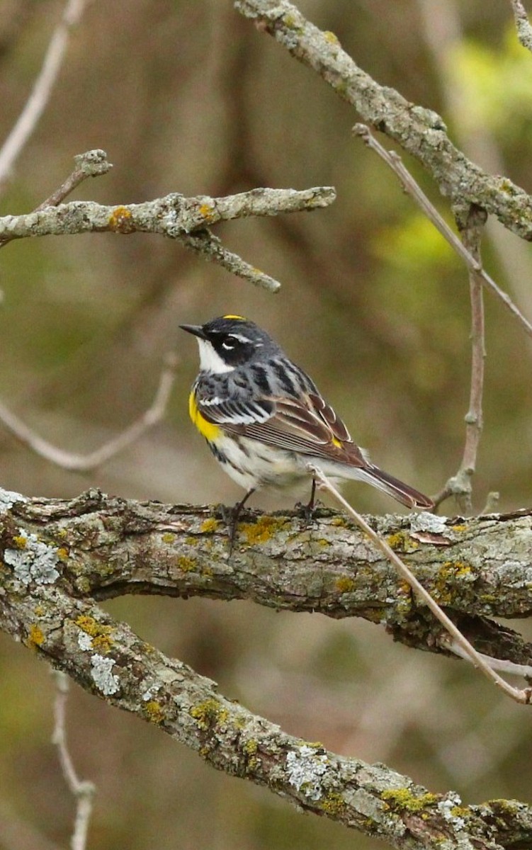 Yellow-rumped Warbler - Curt Fisher