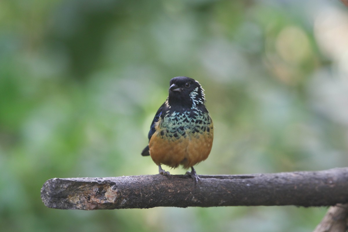 Spangle-cheeked Tanager - Roger Higbee