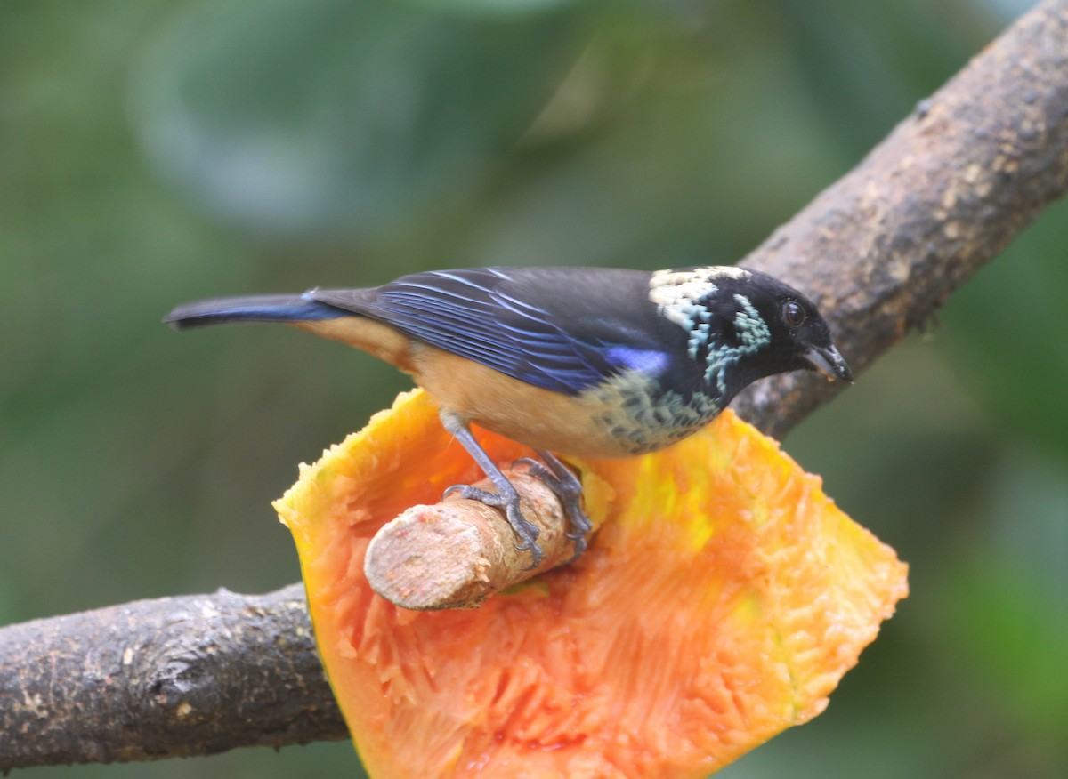 Spangle-cheeked Tanager - Roger Higbee