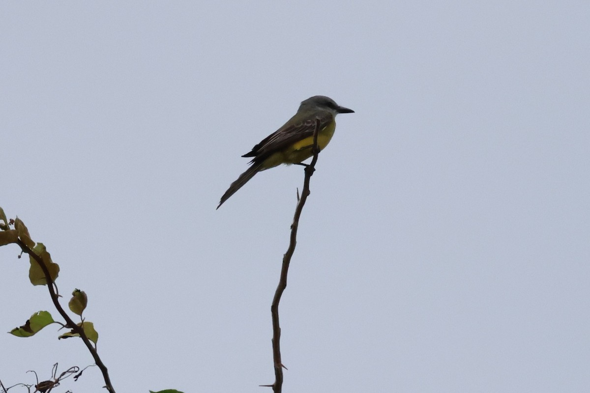 Tropical Kingbird - Andy Bridges