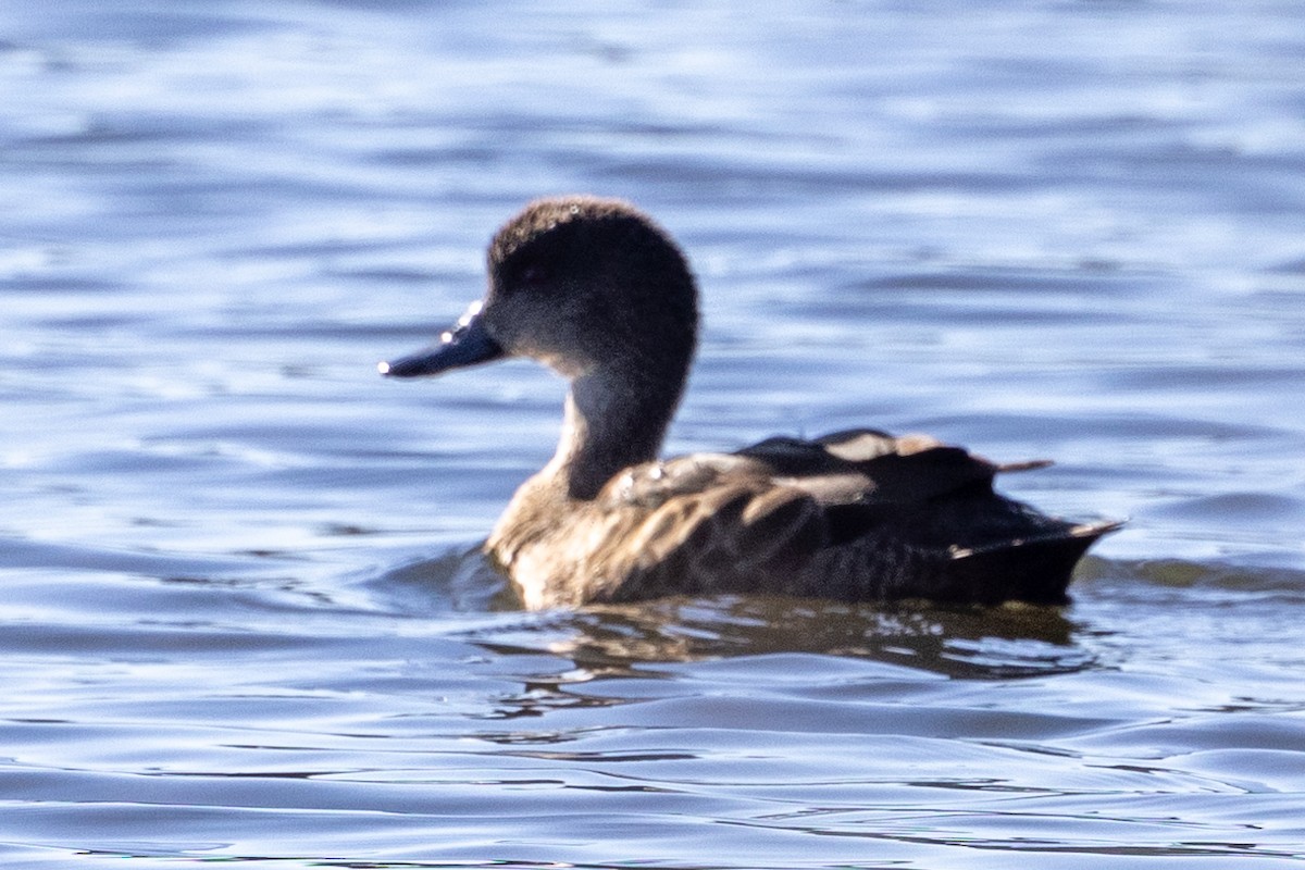 Chestnut Teal - Richard and Margaret Alcorn