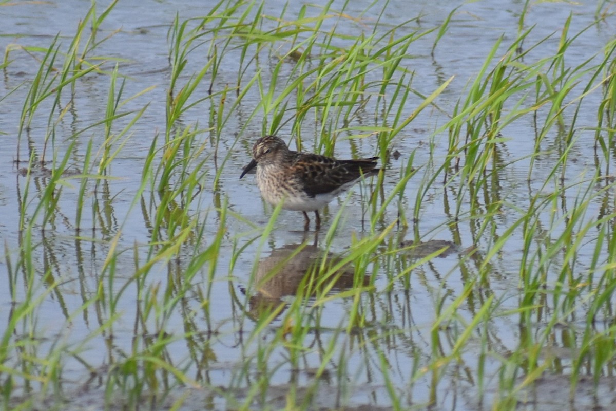 Least Sandpiper - Claire H