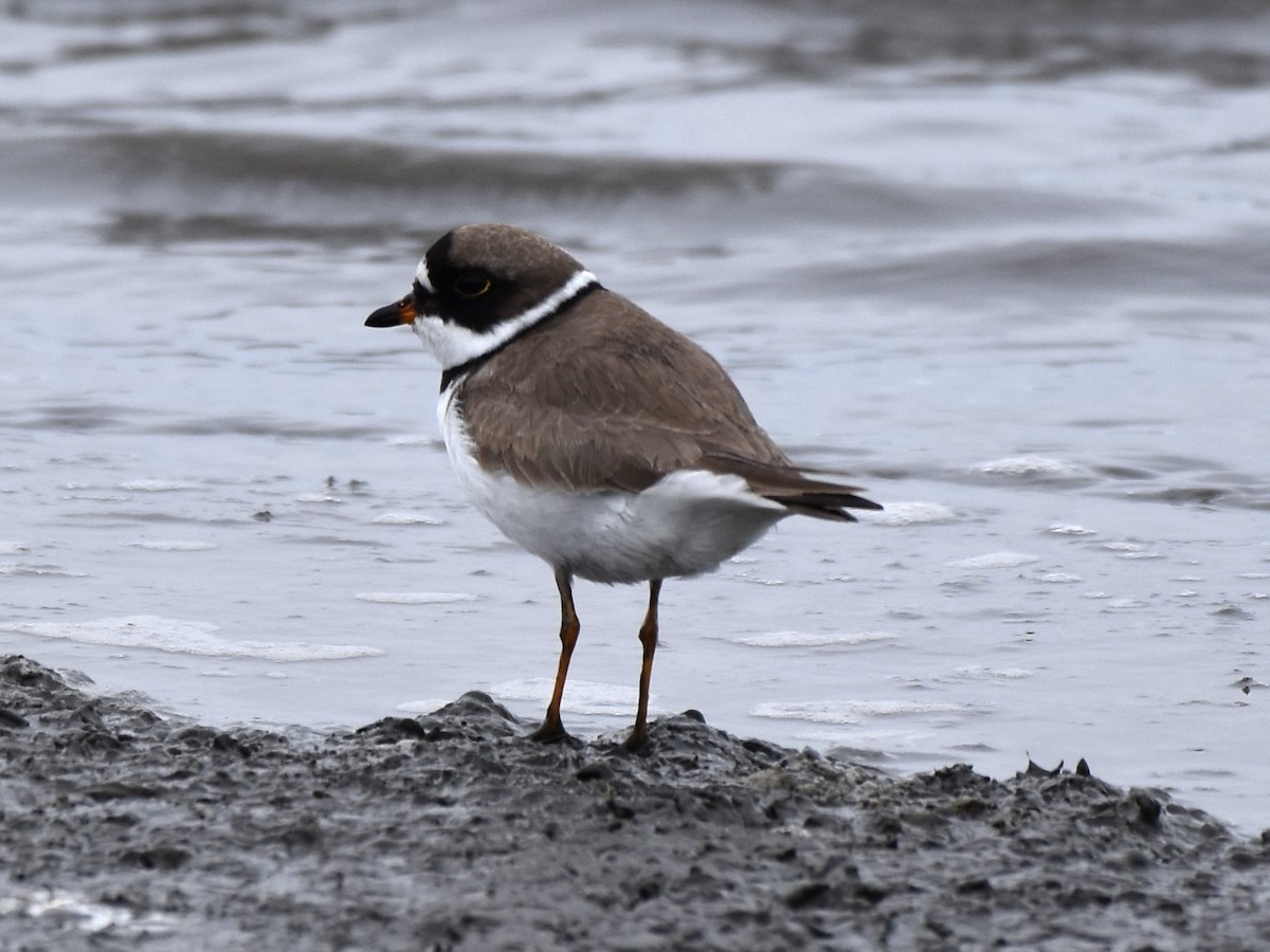 Semipalmated Plover - Stan Kozakowski