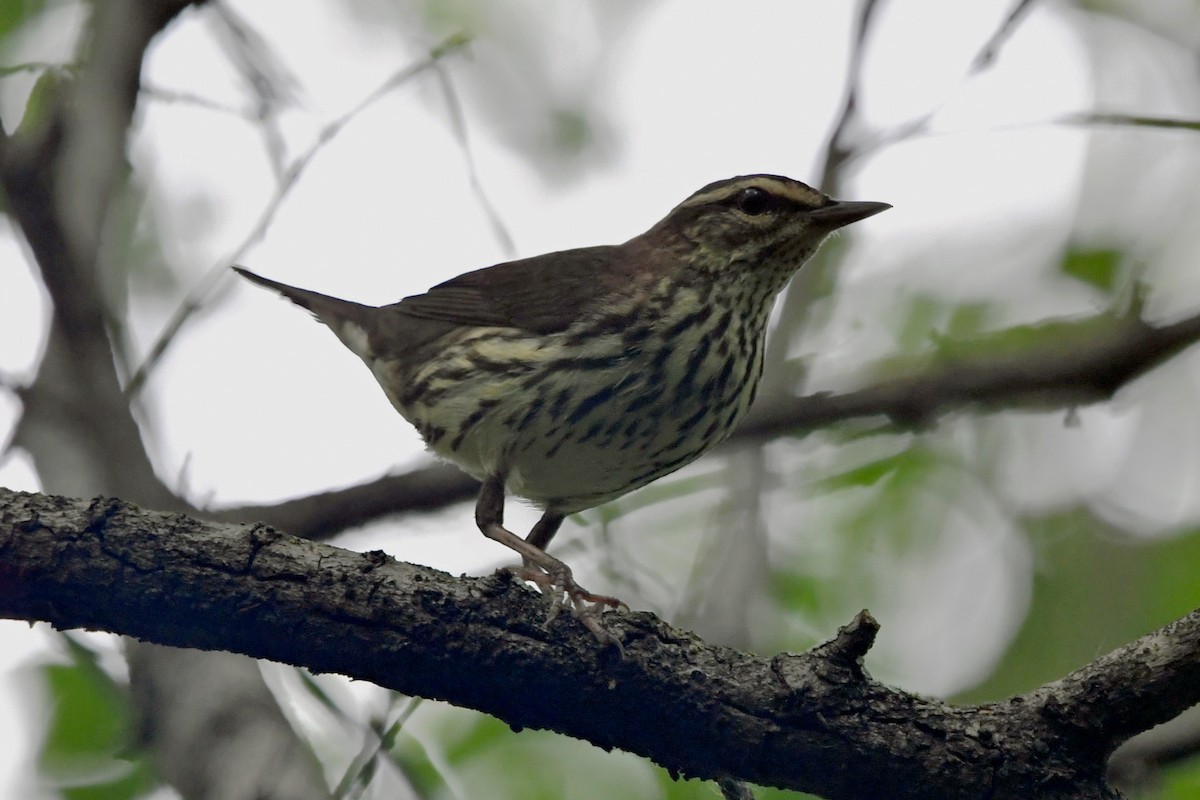 Northern Waterthrush - ML618243794