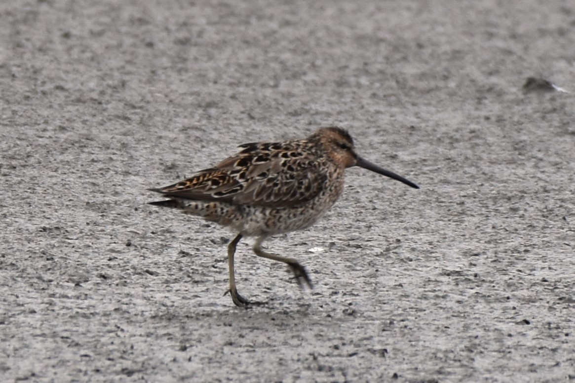 Short-billed Dowitcher - Stan Kozakowski