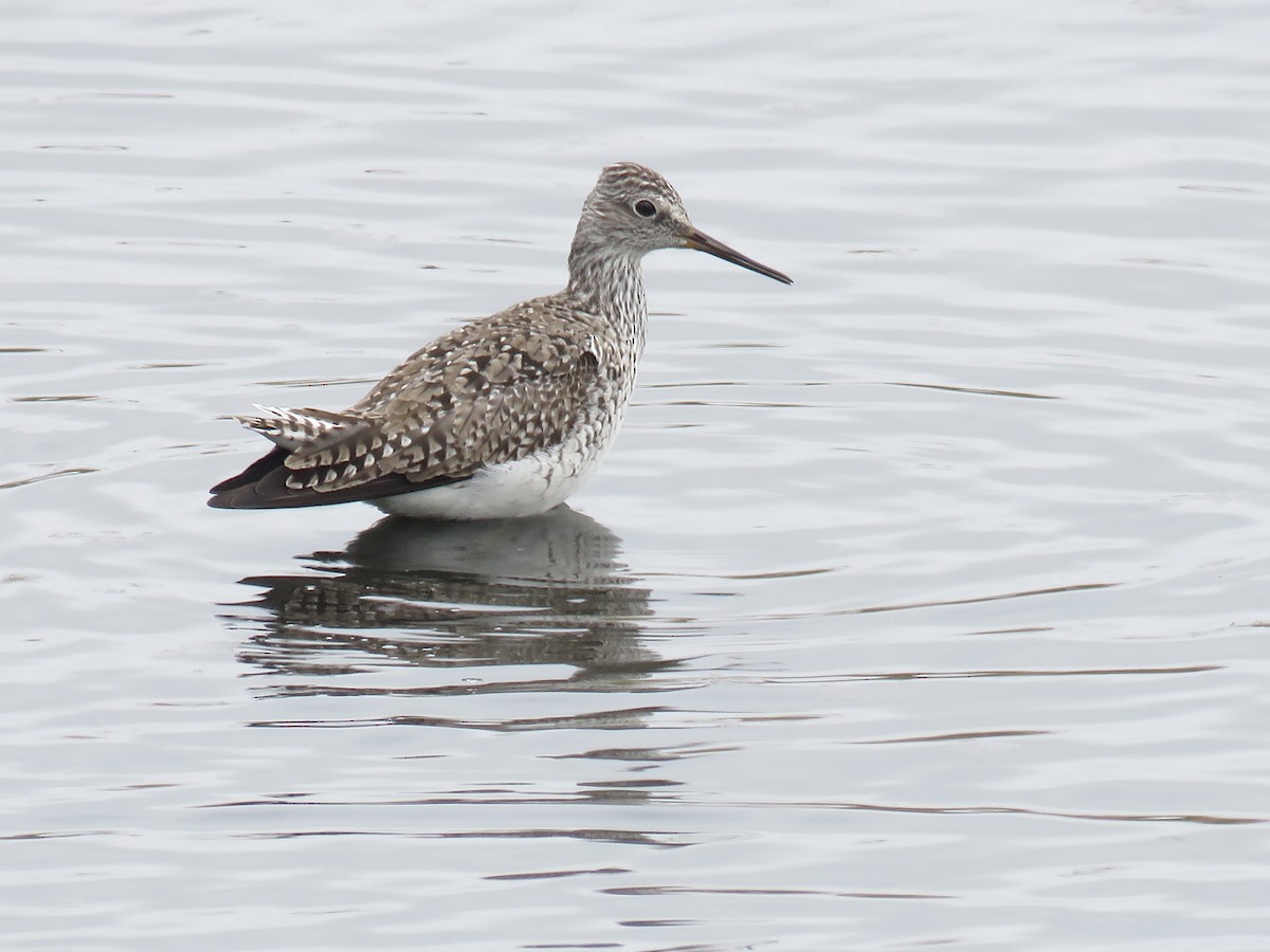 Lesser Yellowlegs - d w