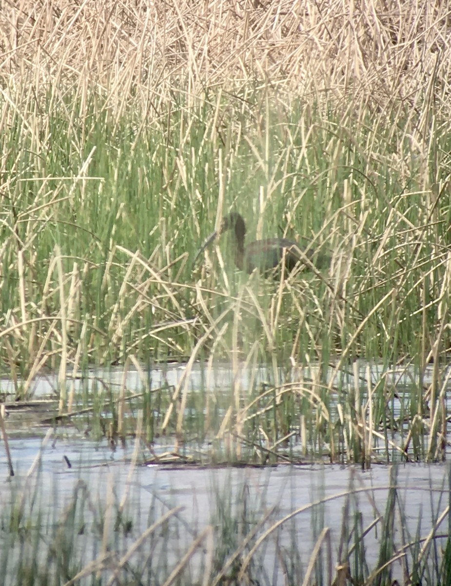 White-faced Ibis - ML618243828