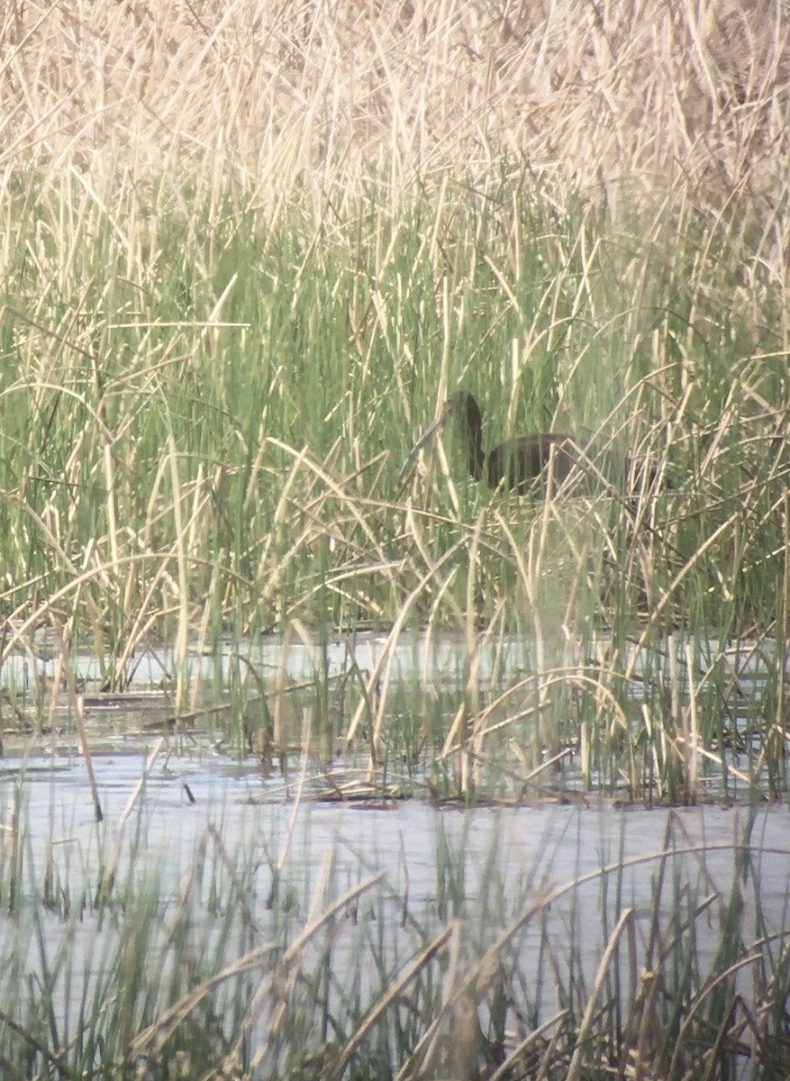 White-faced Ibis - Lance Vrieze