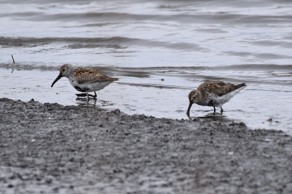 Dunlin - Stan Kozakowski