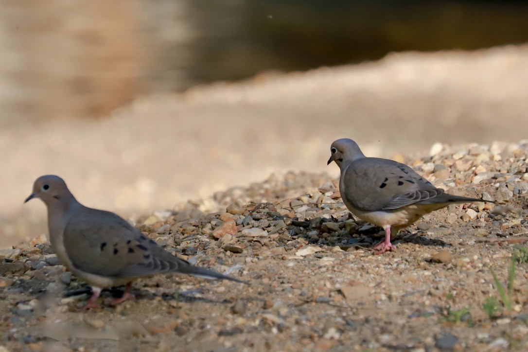 Mourning Dove - ML618243866