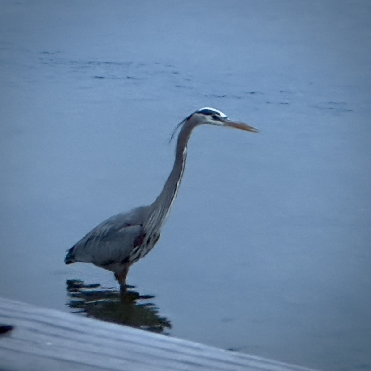 Great Blue Heron - ML618243887