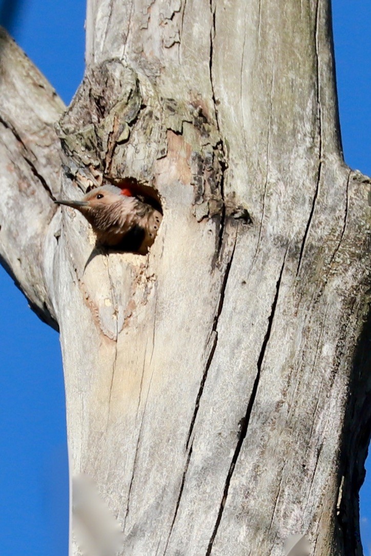 Northern Flicker (Yellow-shafted) - ML618243893