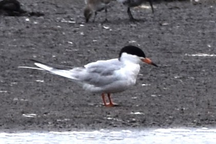 Forster's Tern - ML618243905