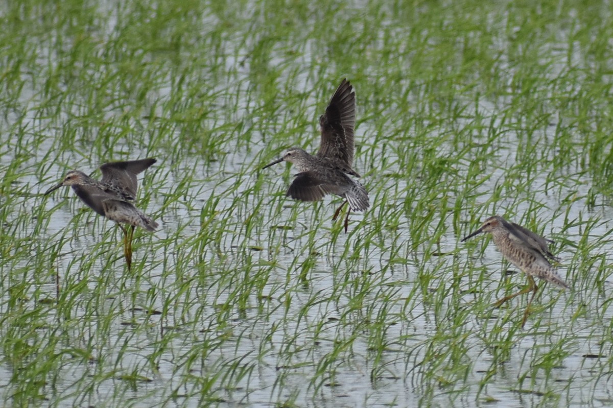 Stilt Sandpiper - ML618243917