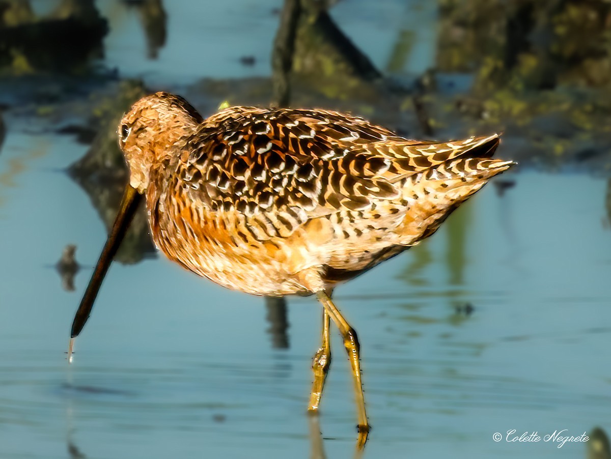 Long-billed Dowitcher - ML618243922