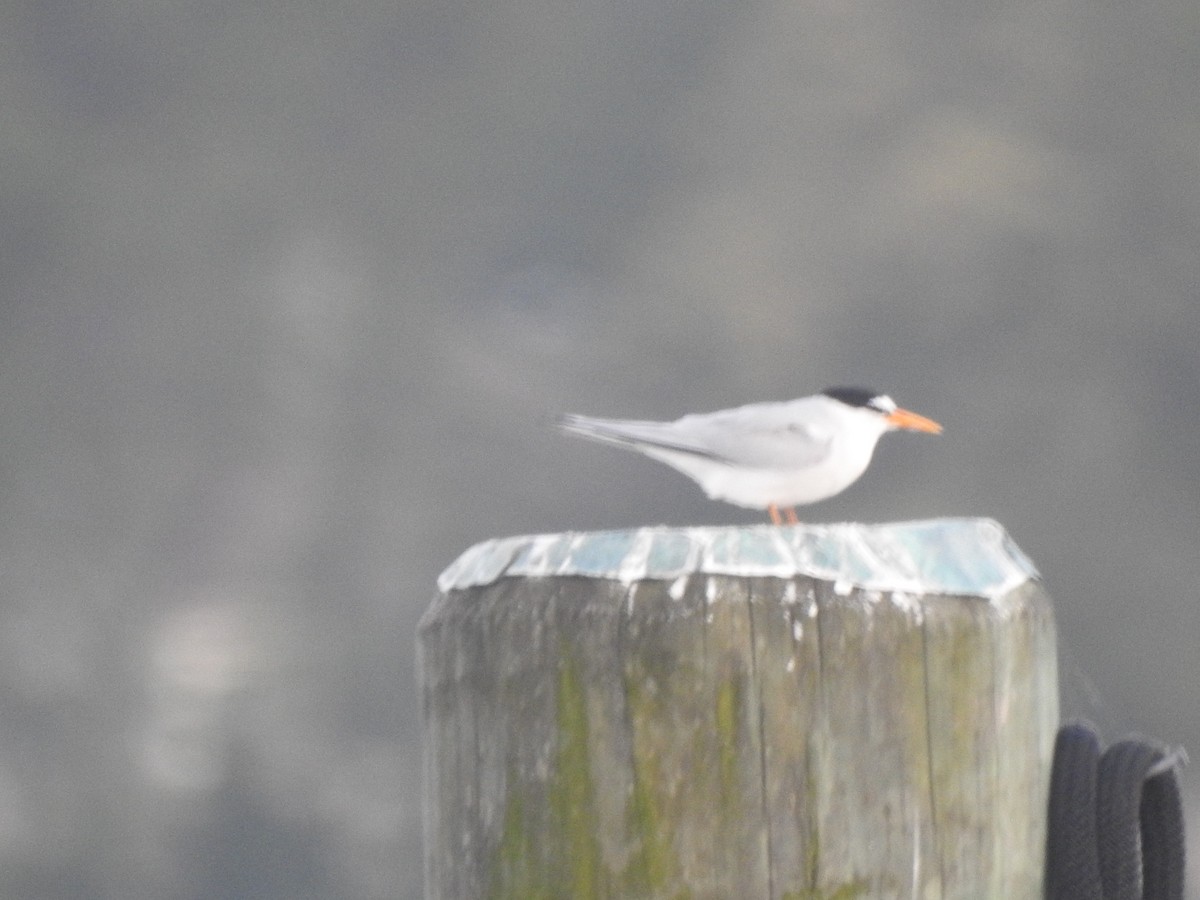 Least Tern - Wayne Longbottom