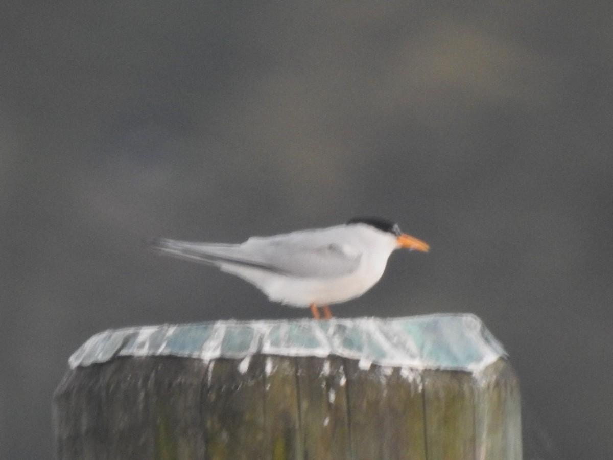 Least Tern - Wayne Longbottom