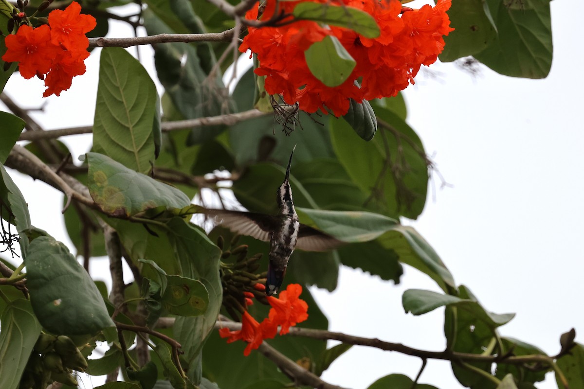 Green-breasted Mango - ML618243940