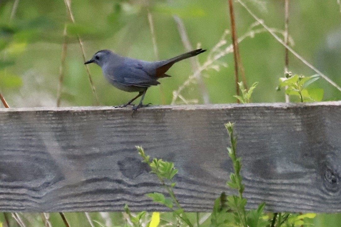 Gray Catbird - ML618243964