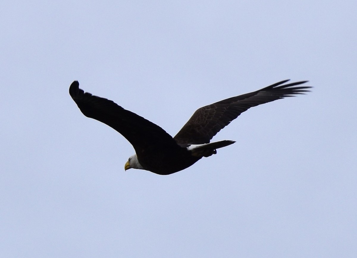 Bald Eagle - Stan Kozakowski