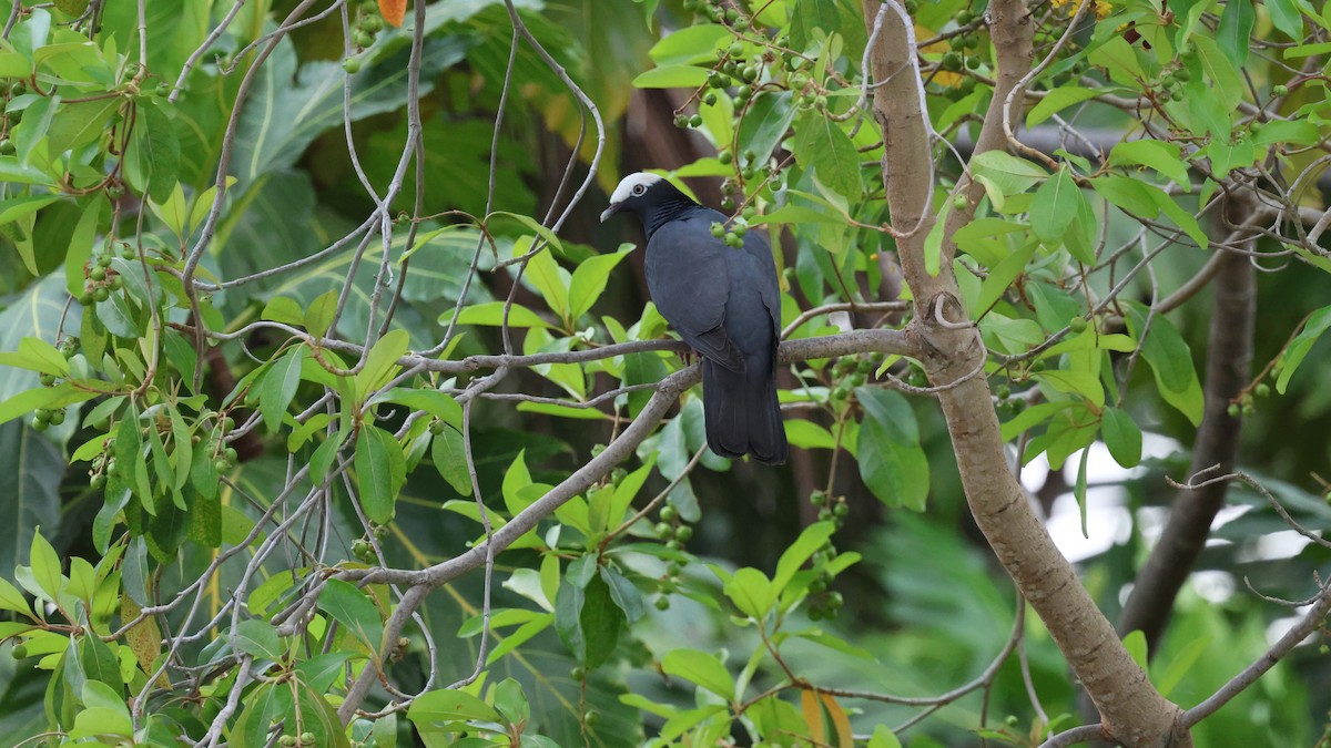 Pigeon à couronne blanche - ML618243983