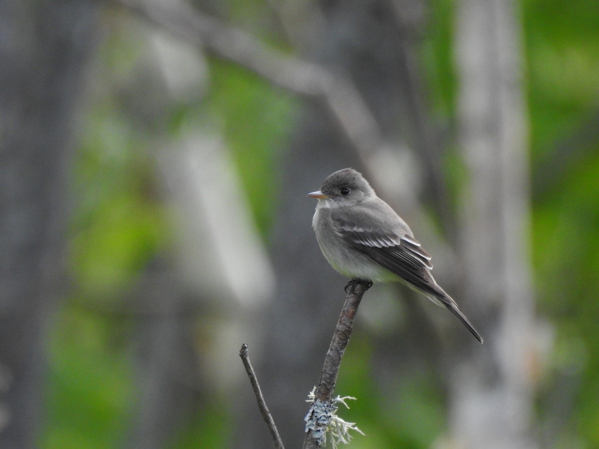 Eastern Wood-Pewee - Bobby Nadeau