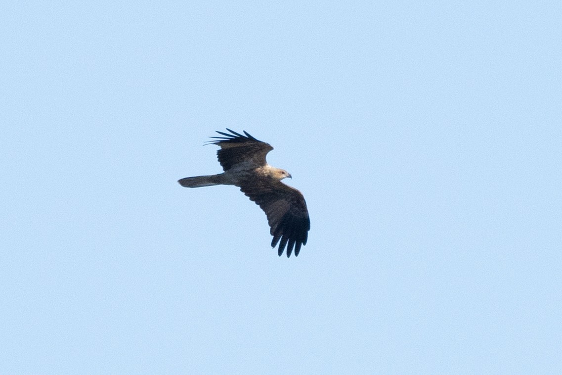 Whistling Kite - Richard and Margaret Alcorn