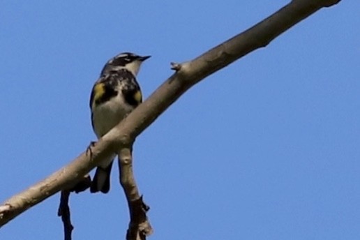 Yellow-rumped Warbler - ML618244006