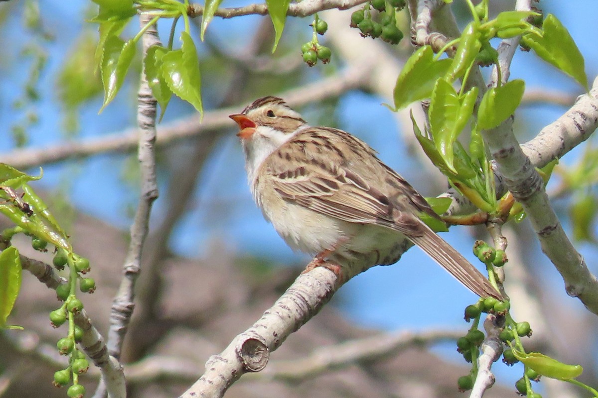 Clay-colored Sparrow - John Zakelj