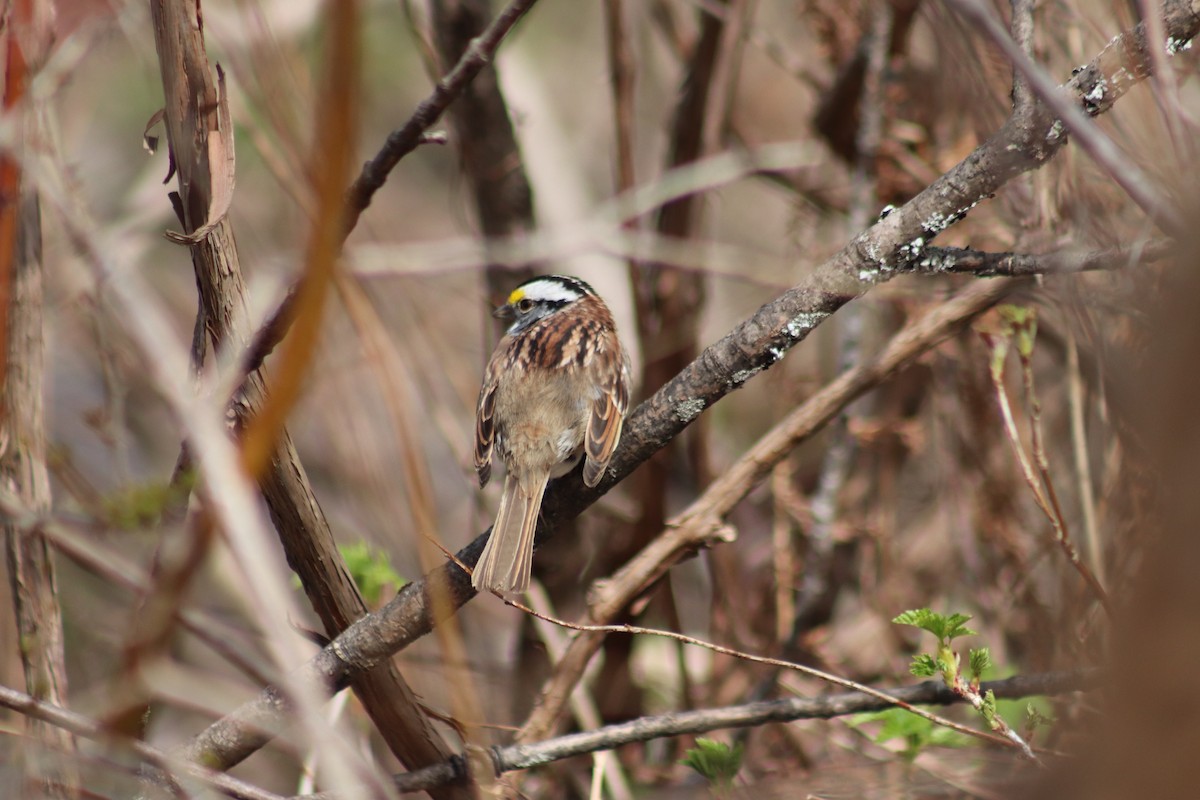 White-throated Sparrow - ML618244028
