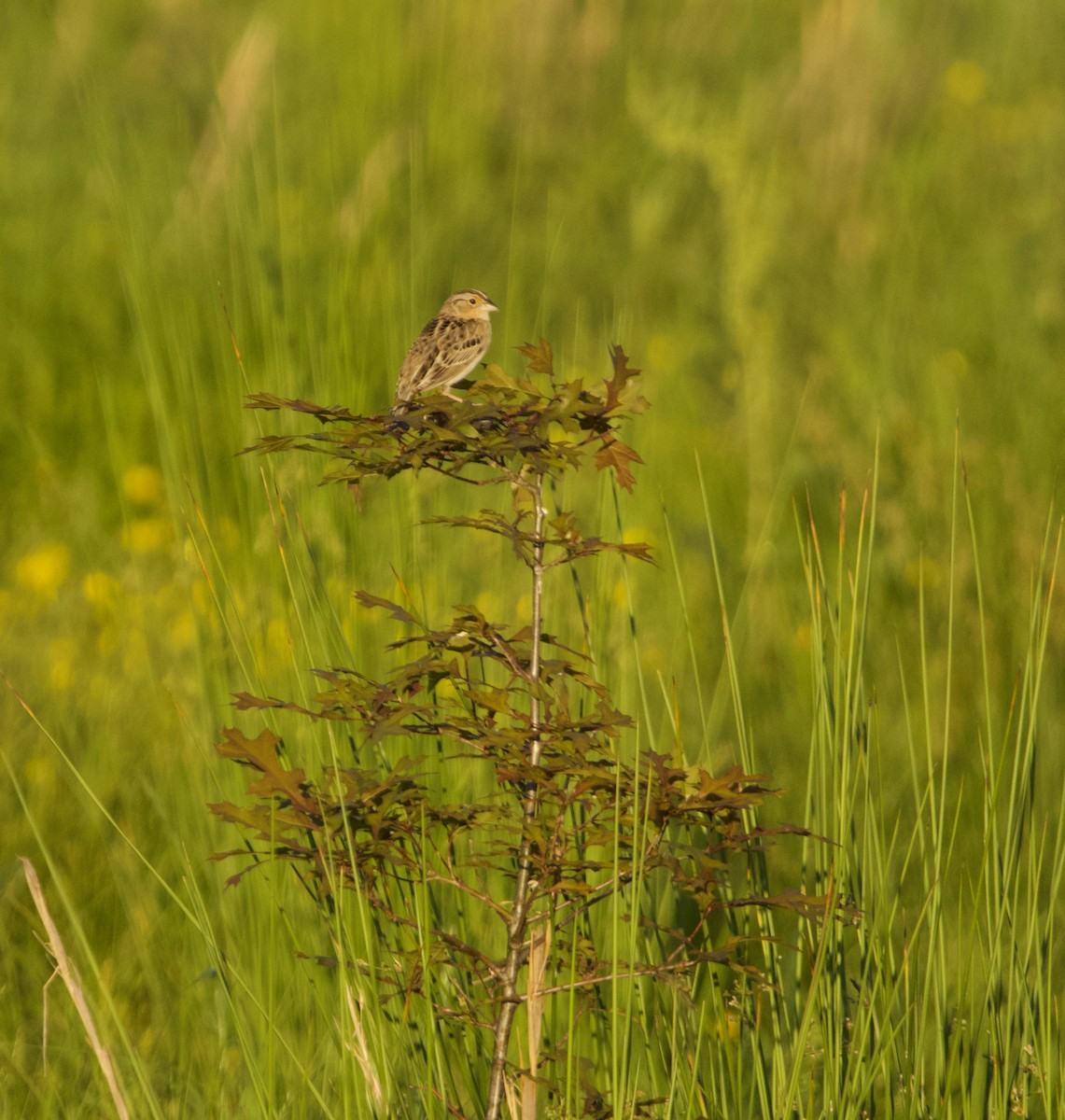 Grasshopper Sparrow - John Webster