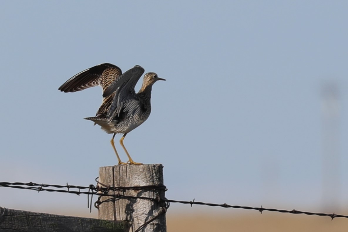 Upland Sandpiper - Grant Frost