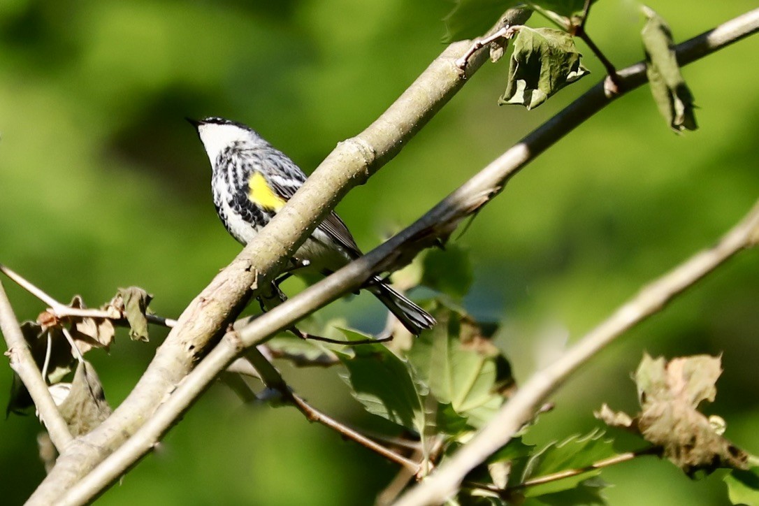 Yellow-rumped Warbler - JoAnn Dalley