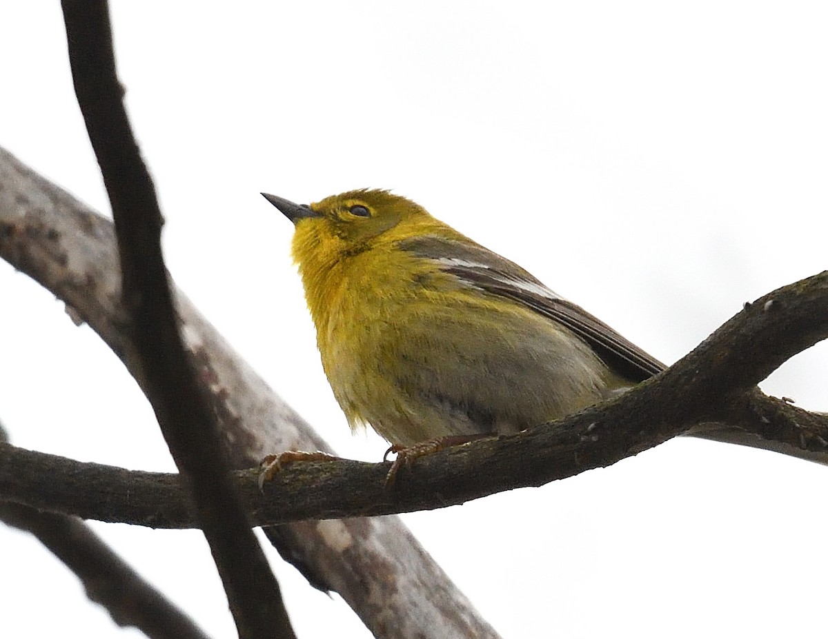 Pine Warbler - Margaret Hough