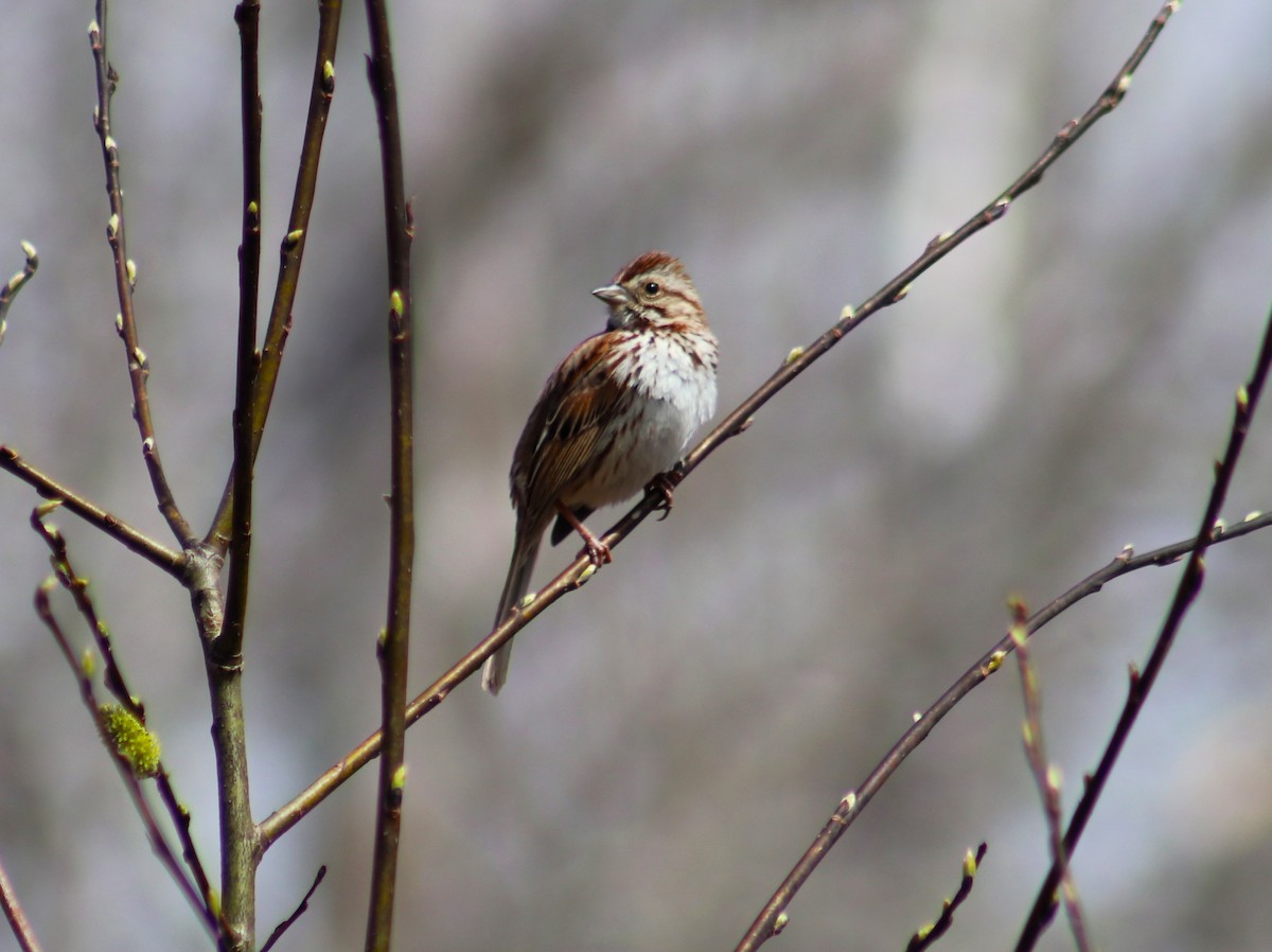 Song Sparrow - Cindy Grimes