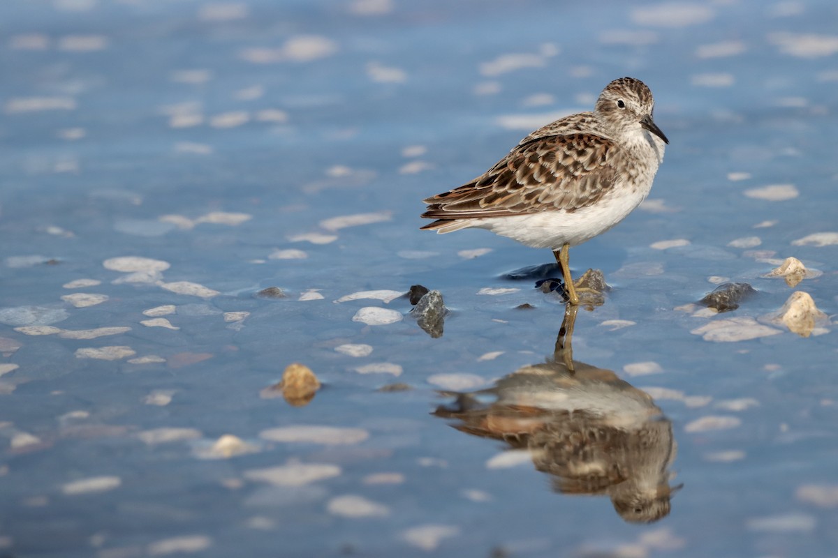 Least Sandpiper - Robbin Mallett