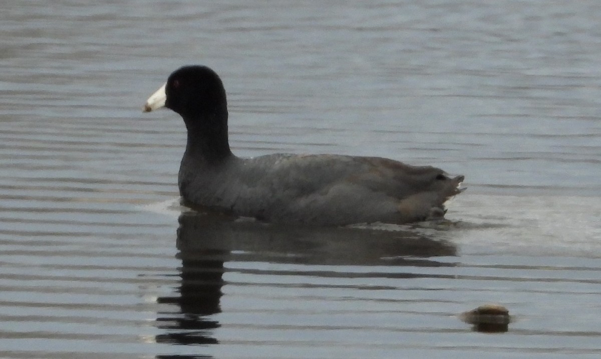 American Coot - Les Gunderson