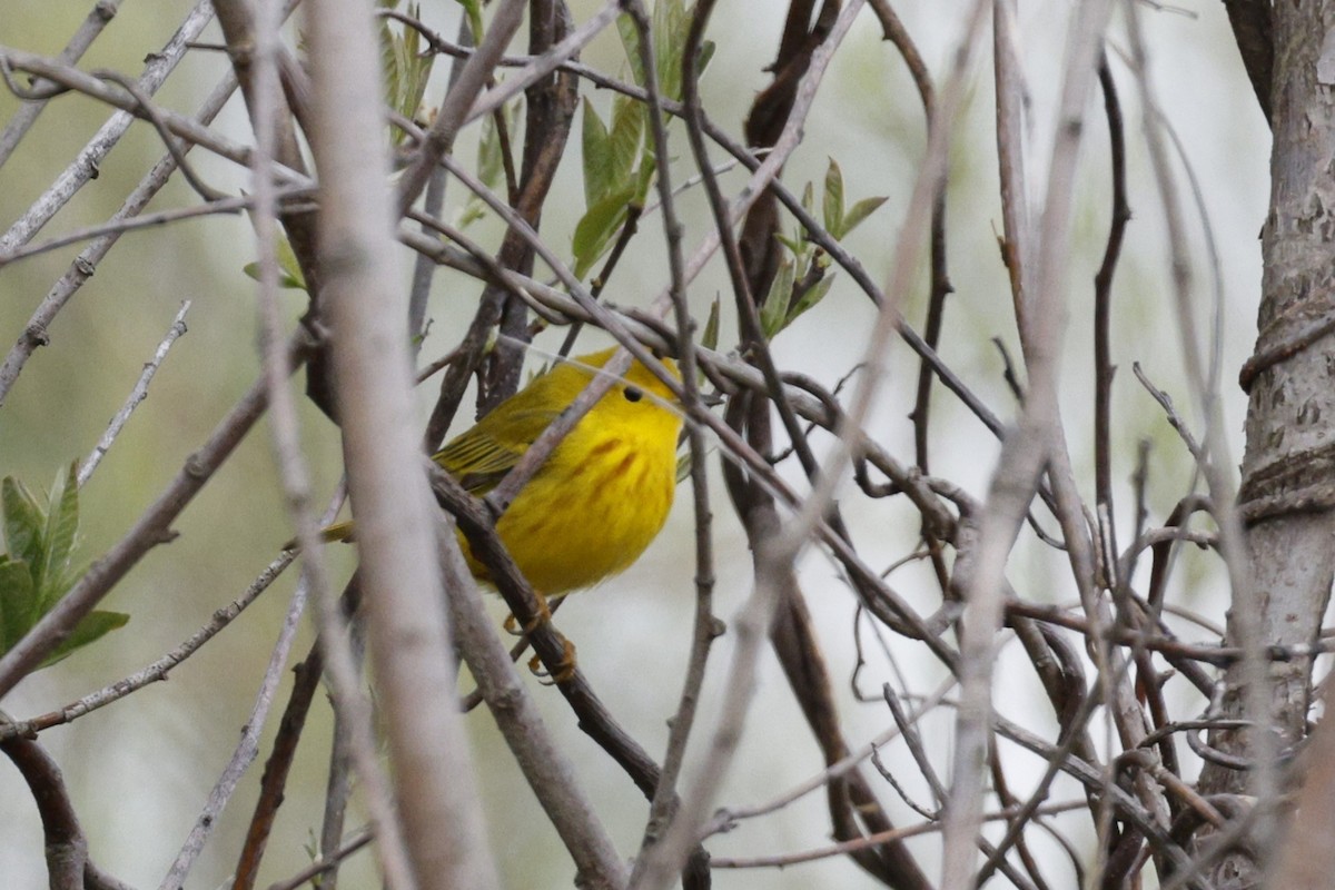 Yellow Warbler - Deb Youngblut