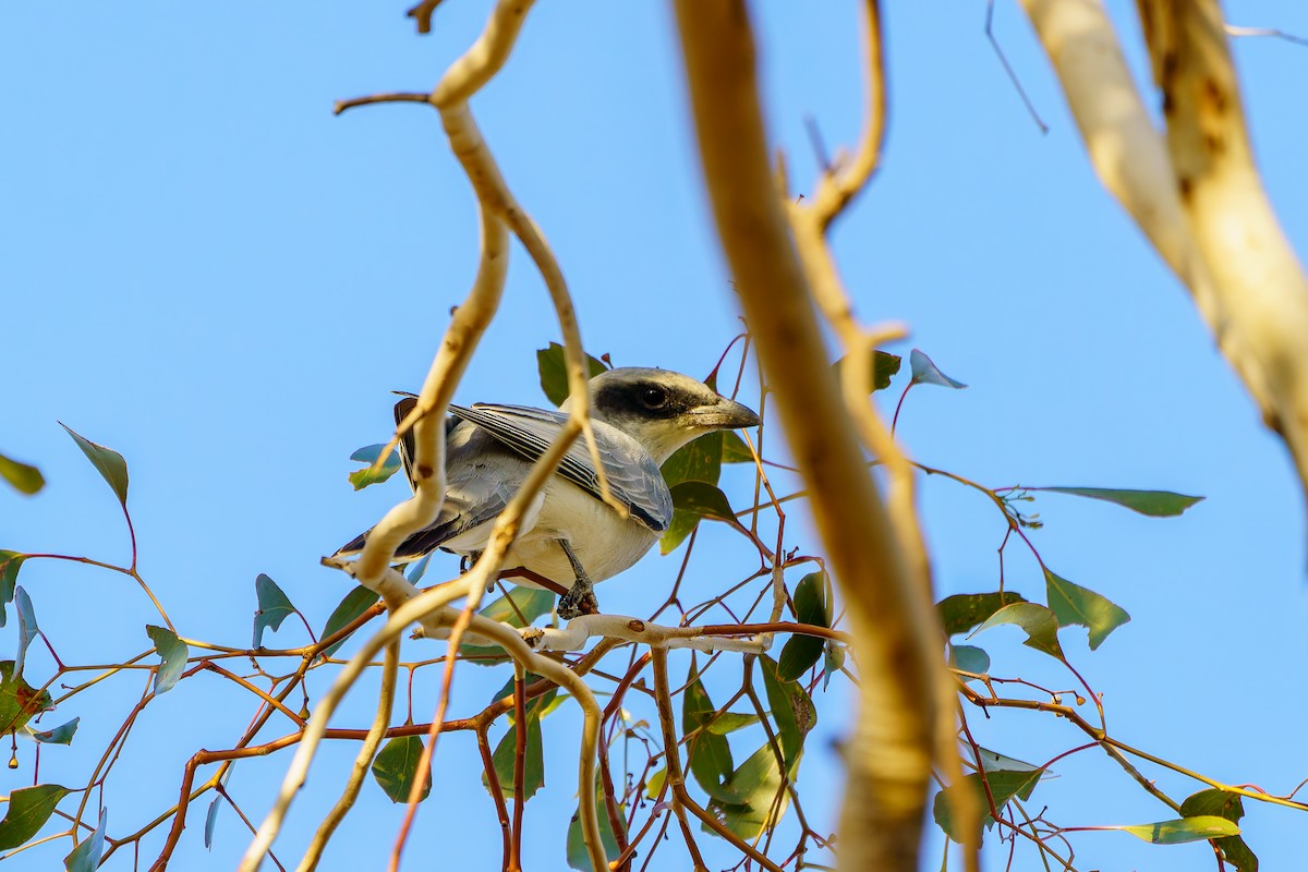 Black-faced Cuckooshrike - James Churches