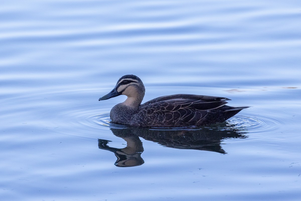 Pacific Black Duck - Richard and Margaret Alcorn