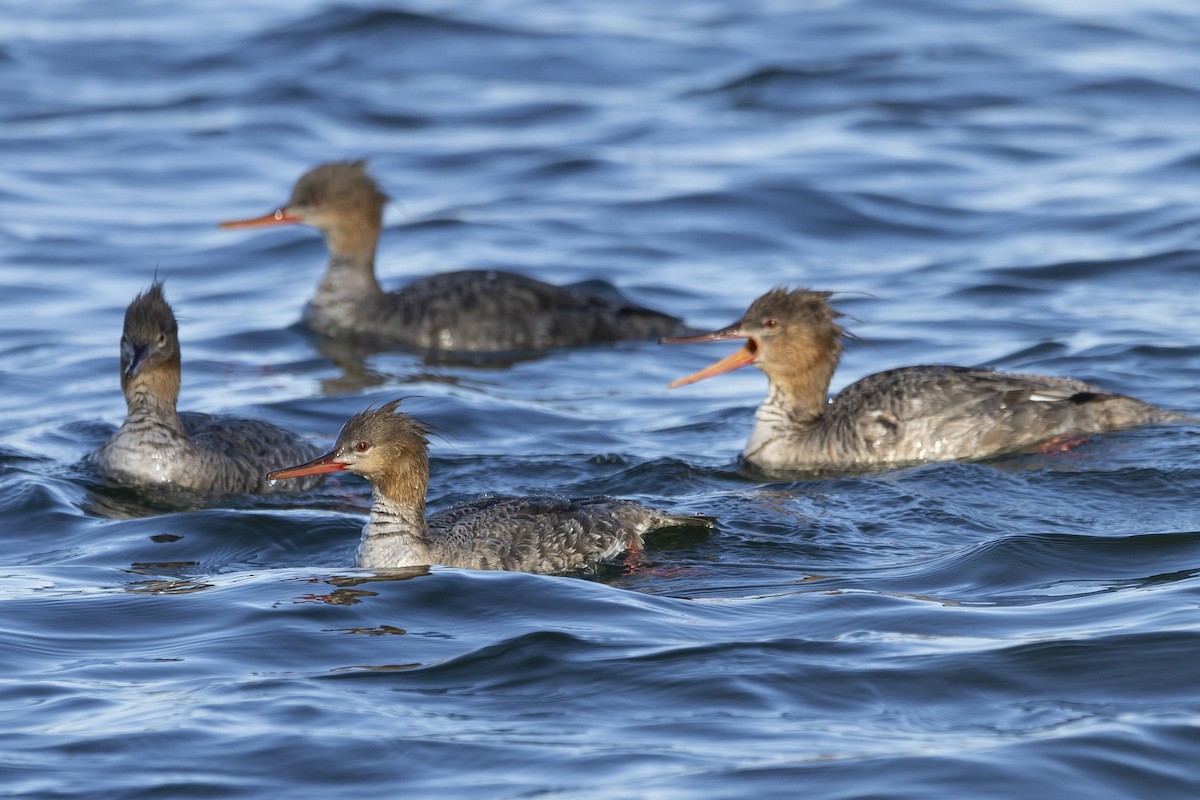 Red-breasted Merganser - Jim Tolbert