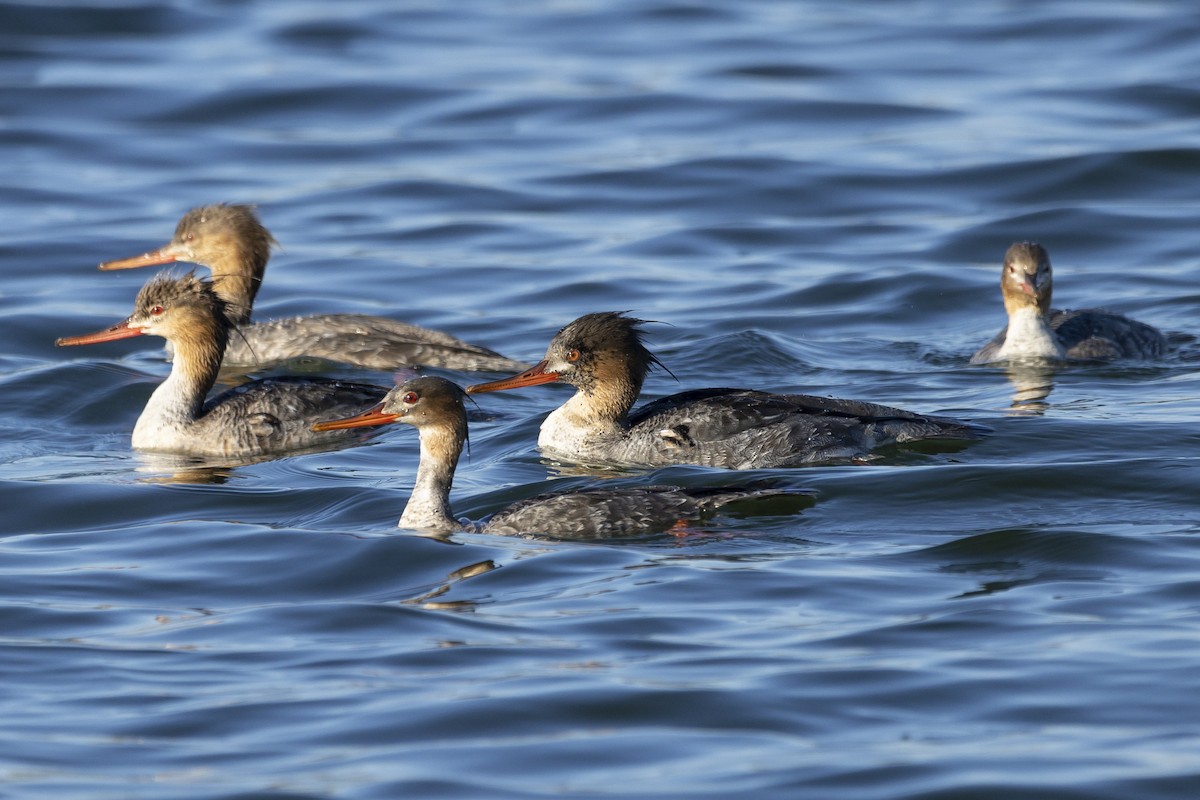 Red-breasted Merganser - Jim Tolbert