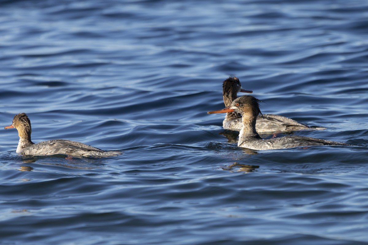 Red-breasted Merganser - Jim Tolbert